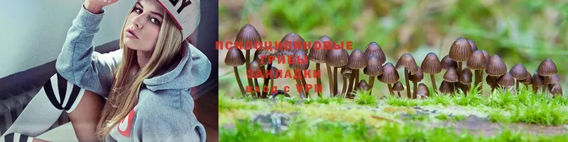 Псилоцибиновые грибы Psilocybine cubensis  купить наркотики сайты  Жуков 